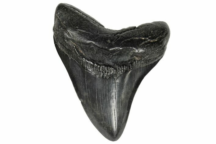 4.12" Fossil Megalodon Tooth - South Carolina